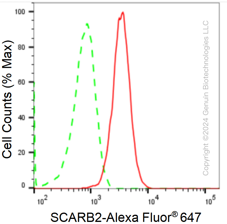 KD-Validated Anti-SCARB2 Rabbit Monoclonal Antibody ABG1687