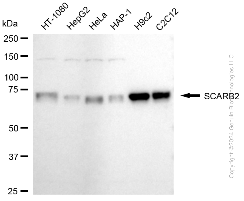KD-Validated Anti-SCARB2 Rabbit Monoclonal Antibody ABG1687