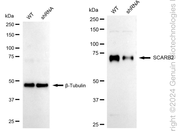 KD-Validated Anti-SCARB2 Rabbit Monoclonal Antibody ABG1687