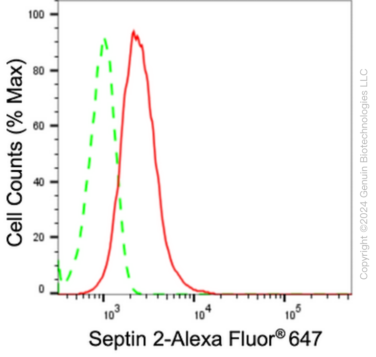 KD-Validated Anti-Septin 2 Rabbit Monoclonal Antibody ABG1688