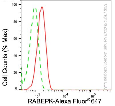 KD-Validated Anti-RABEPK Rabbit Monoclonal Antibody ABG1689