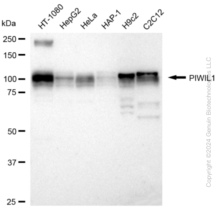 KD-Validated Anti-PIWIL1 Rabbit Monoclonal Antibody ABG1690