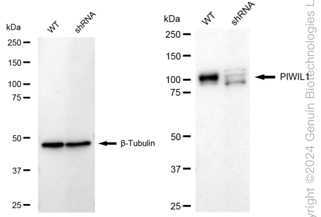 KD-Validated Anti-PIWIL1 Rabbit Monoclonal Antibody ABG1690
