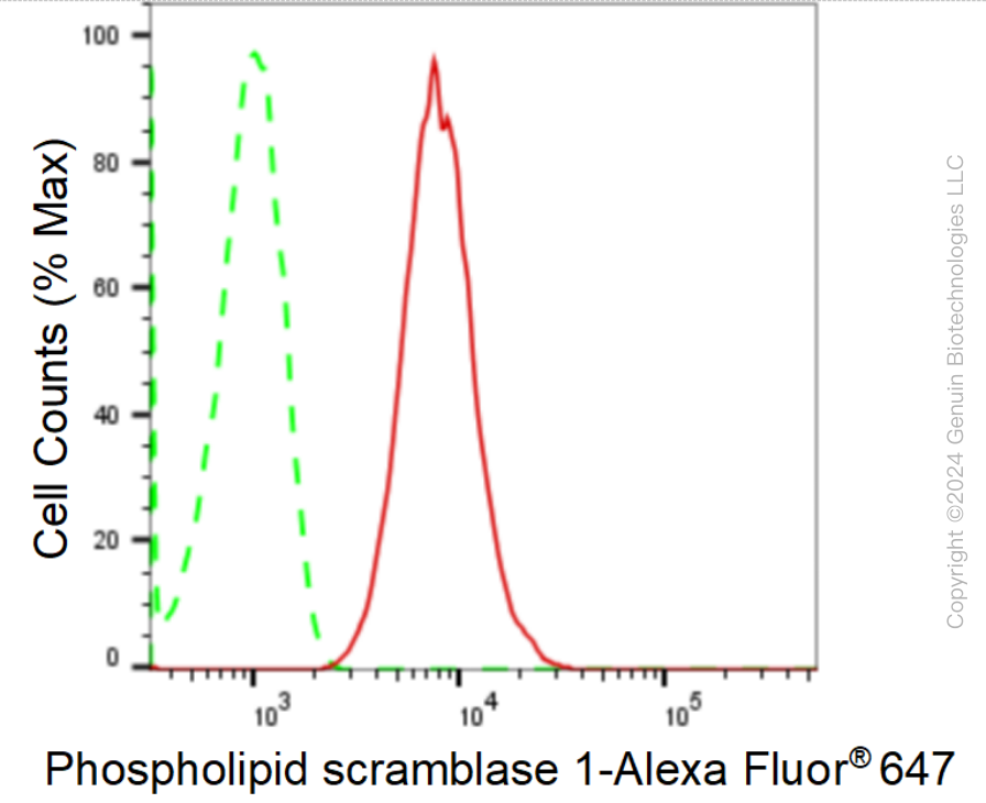 KD-Validated Anti-Phospholipid Scramblase 1 Rabbit Monoclonal Antibody ABG1691