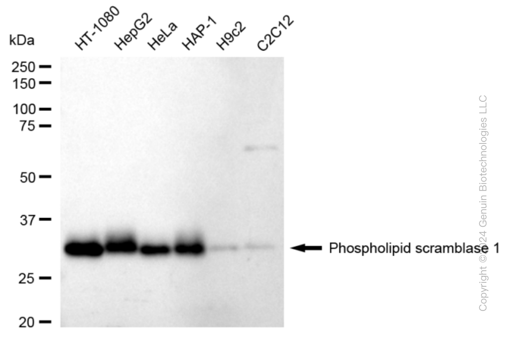 KD-Validated Anti-Phospholipid Scramblase 1 Rabbit Monoclonal Antibody ABG1691