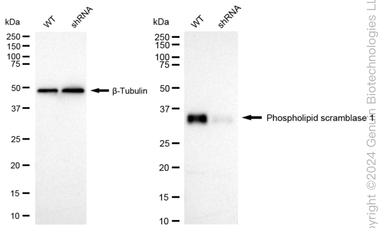 KD-Validated Anti-Phospholipid Scramblase 1 Rabbit Monoclonal Antibody ABG1691
