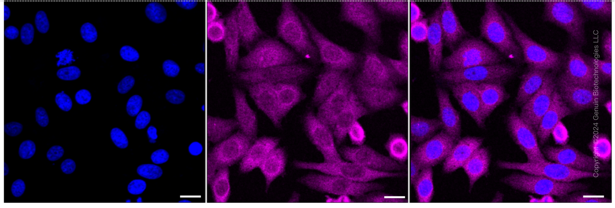 KD-Validated Anti-Peptidylprolyl Isomerase D Rabbit Monoclonal Antibody ABG1692