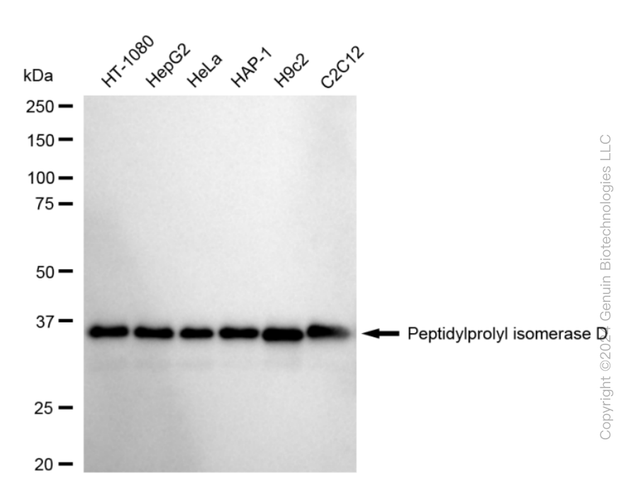 KD-Validated Anti-Peptidylprolyl Isomerase D Rabbit Monoclonal Antibody ABG1692