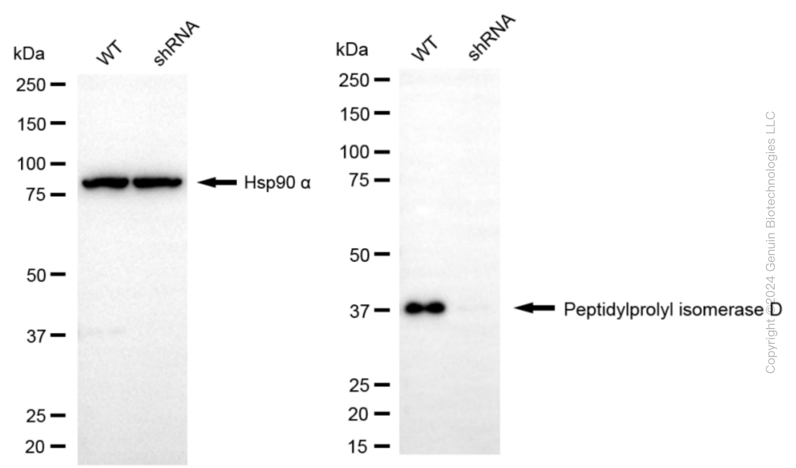 KD-Validated Anti-Peptidylprolyl Isomerase D Rabbit Monoclonal Antibody ABG1692