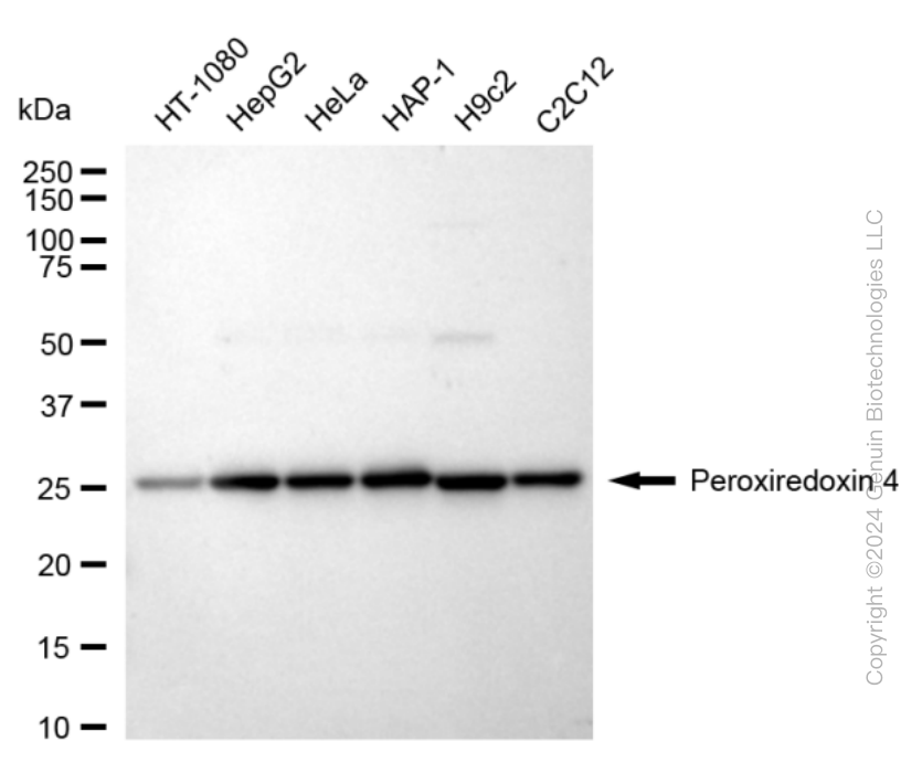 KD-Validated Anti-Peroxiredoxin 4 Rabbit Monoclonal Antibody ABG1693