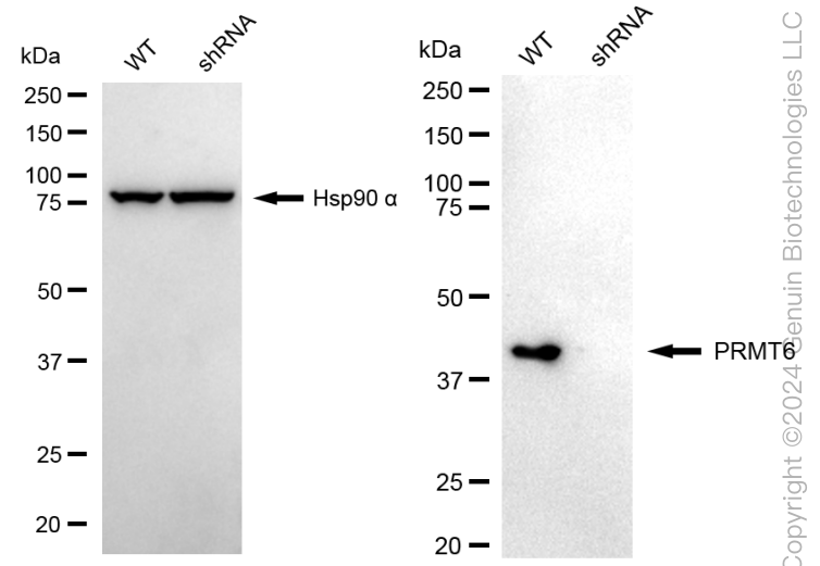 KD-Validated Anti-PRMT6 Rabbit Monoclonal Antibody ABG1694