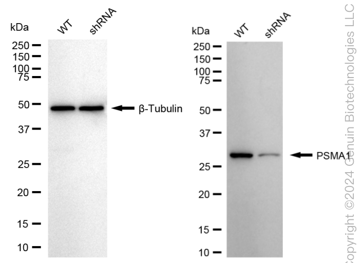 KD-Validated Anti-PSMA1 Rabbit Monoclonal Antibody ABG1695