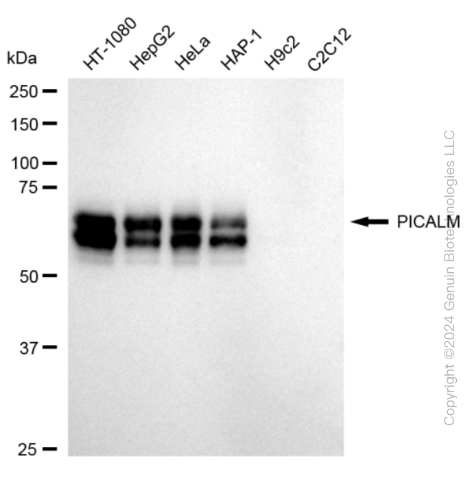 KD-Validated Anti-PICALM Rabbit Monoclonal Antibody ABG1696