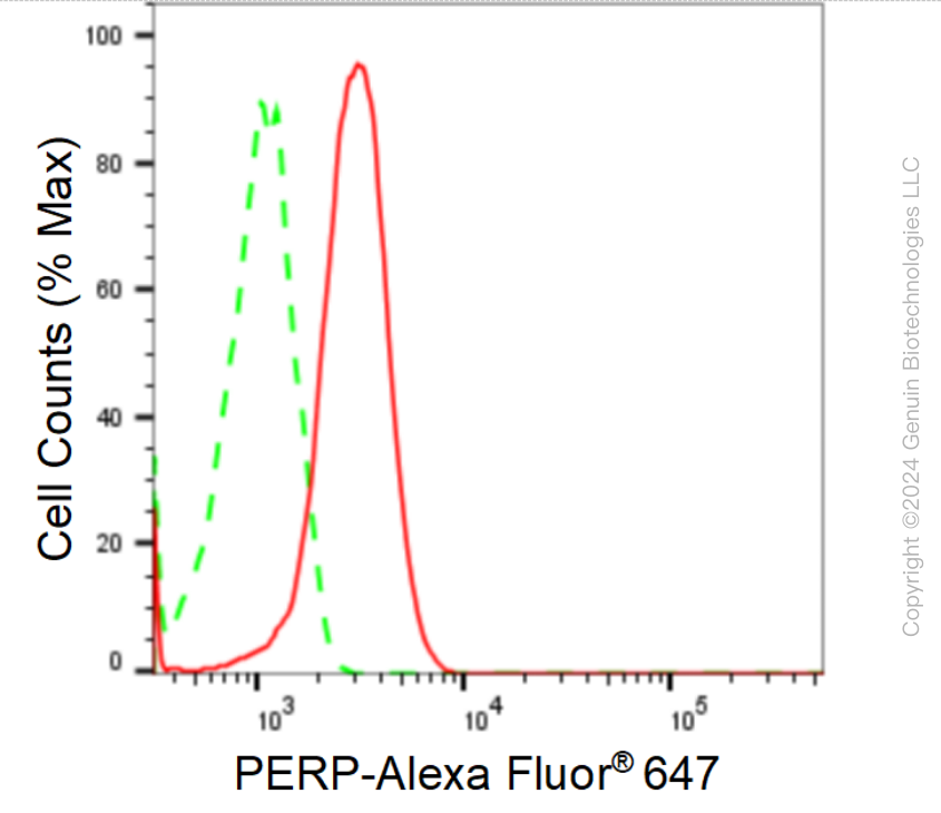 KD-Validated Anti-PERP Rabbit Monoclonal Antibody ABG1697