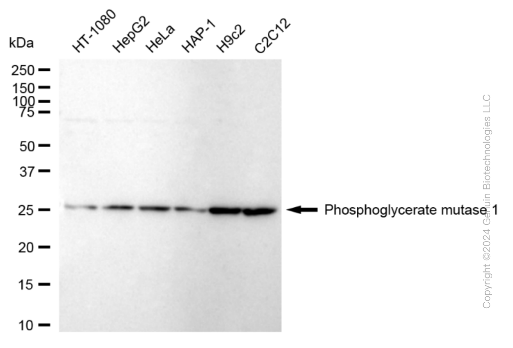 KD-Validated Anti-Phosphoglycerate Mutase 1 Rabbit Monoclonal Antibody ABG1698