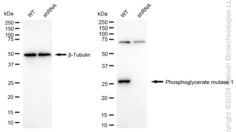KD-Validated Anti-Phosphoglycerate Mutase 1 Rabbit Monoclonal Antibody ABG1698