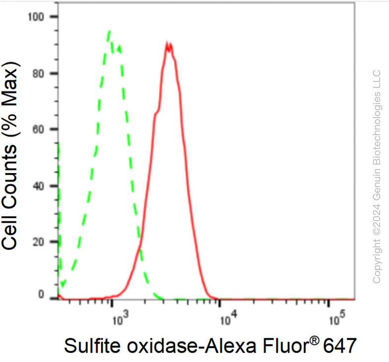 KD-Validated Anti-Sulfite Oxidase Rabbit Monoclonal Antibody ABG1699