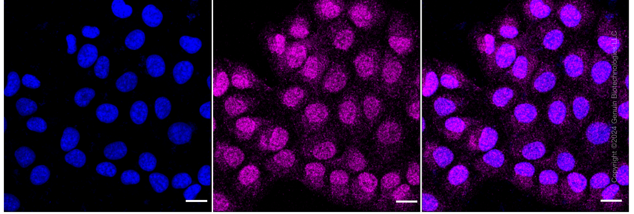KD-Validated Anti-Sulfite Oxidase Rabbit Monoclonal Antibody ABG1699