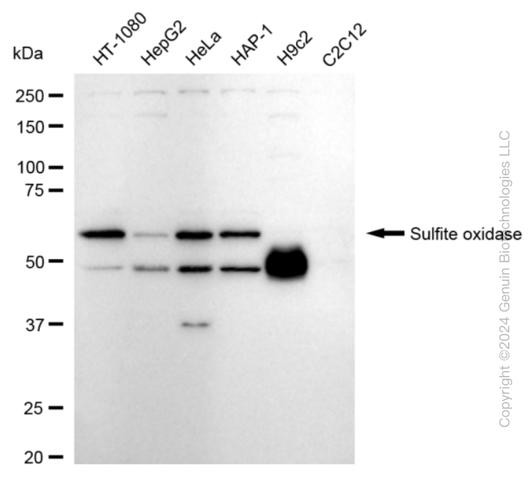 KD-Validated Anti-Sulfite Oxidase Rabbit Monoclonal Antibody ABG1699