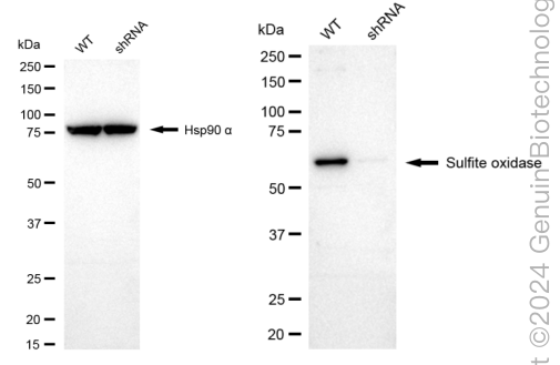KD-Validated Anti-Sulfite Oxidase Rabbit Monoclonal Antibody ABG1699