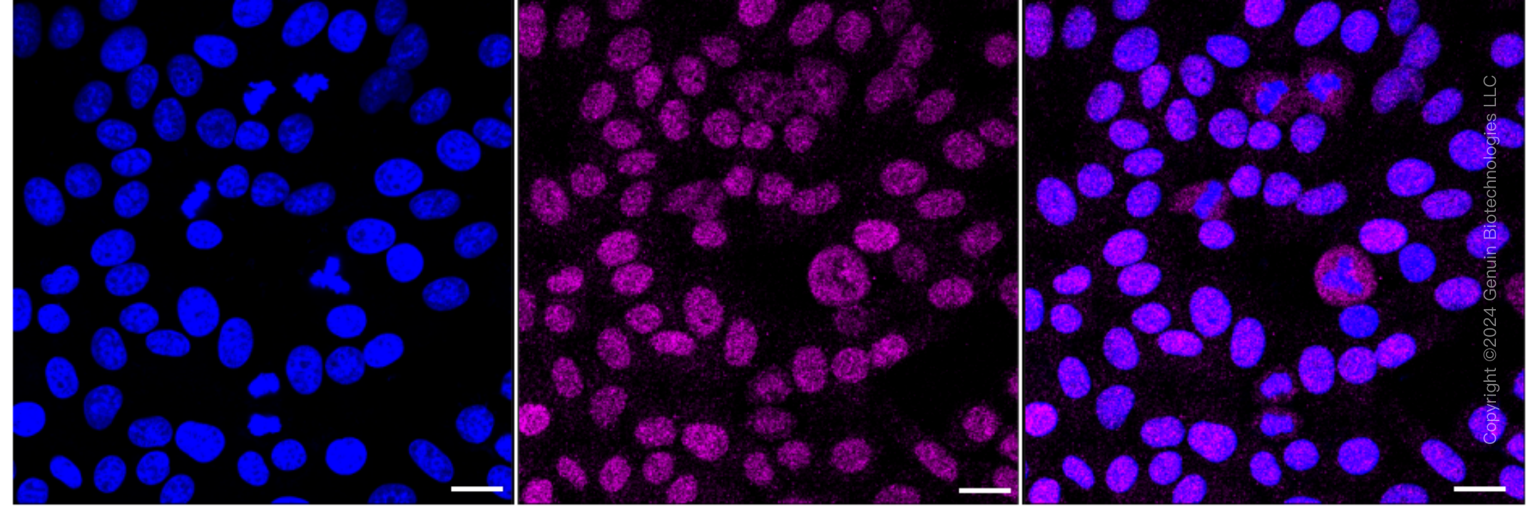 KD-Validated Anti-Ubiquitin Specific Peptidase 39 Rabbit Monoclonal Antibody ABG1700