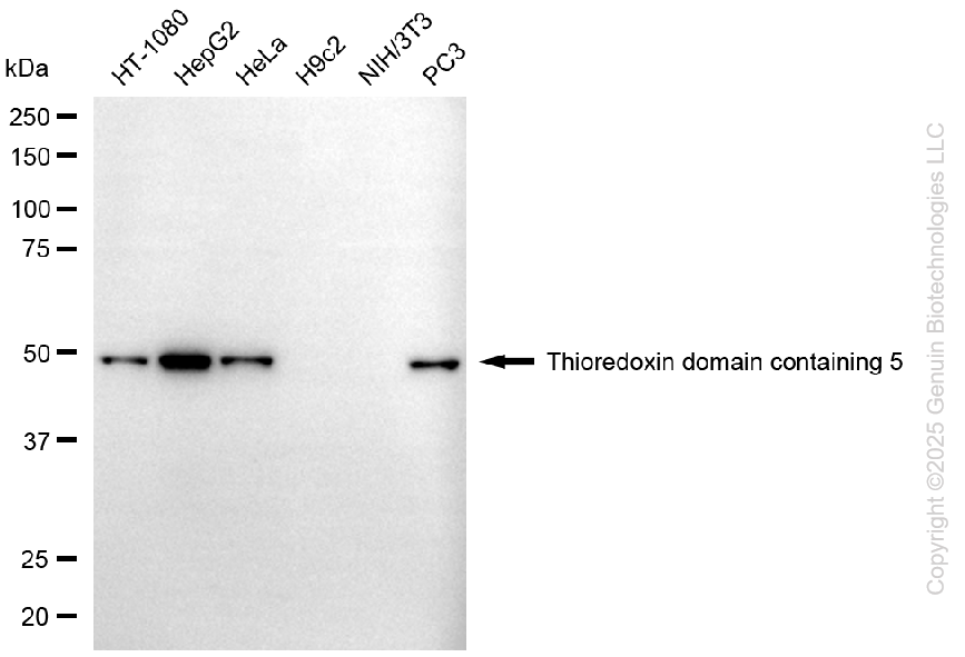KD-Validated Anti-Ubiquitin Specific Peptidase 39 Rabbit Monoclonal Antibody ABG1700