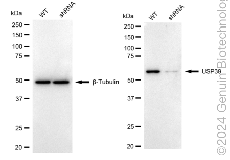 KD-Validated Anti-Ubiquitin Specific Peptidase 39 Rabbit Monoclonal Antibody ABG1700