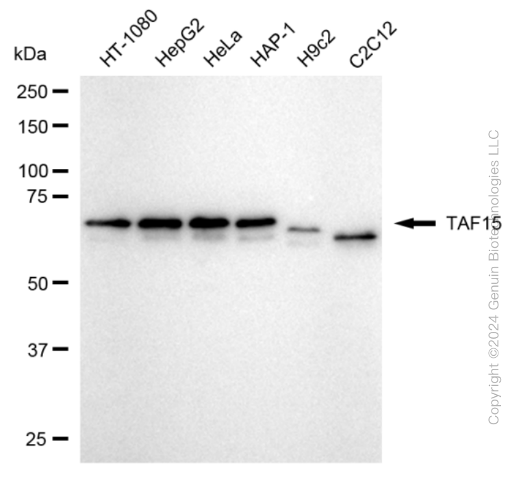 KD-Validated Anti-TAF15 Rabbit Monoclonal Antibody ABG1701