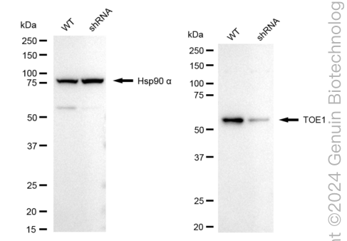 KD-Validated Anti-TOE1 Rabbit Monoclonal Antibody ABG1702