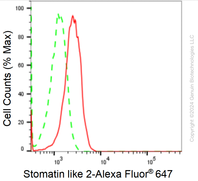 KD-Validated Anti-Stomatin Like 2 Rabbit Monoclonal Antibody ABG1703
