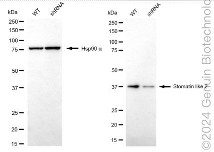 KD-Validated Anti-Stomatin Like 2 Rabbit Monoclonal Antibody ABG1703