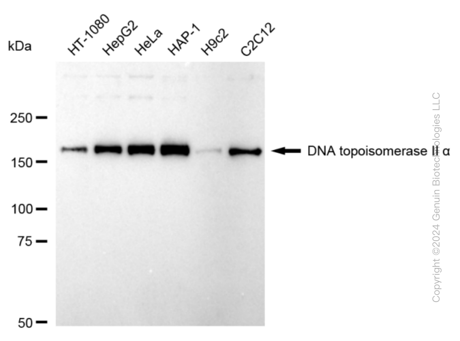 KD-Validated Anti-Topoisomerase II alpha Rabbit Monoclonal Antibody ABG1704