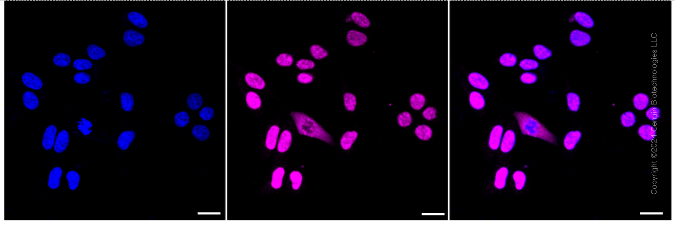 KD-Validated Anti-Ubiquitin Specific Peptidase 39 Rabbit Monoclonal Antibody ABG1705