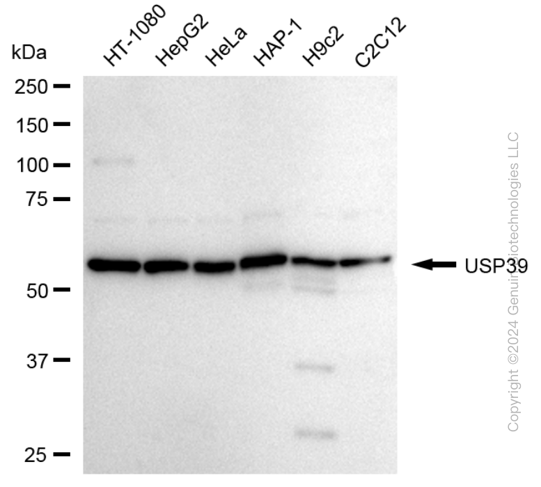 KD-Validated Anti-Ubiquitin Specific Peptidase 39 Rabbit Monoclonal Antibody ABG1705