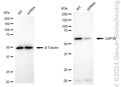 KD-Validated Anti-Ubiquitin Specific Peptidase 39 Rabbit Monoclonal Antibody ABG1705