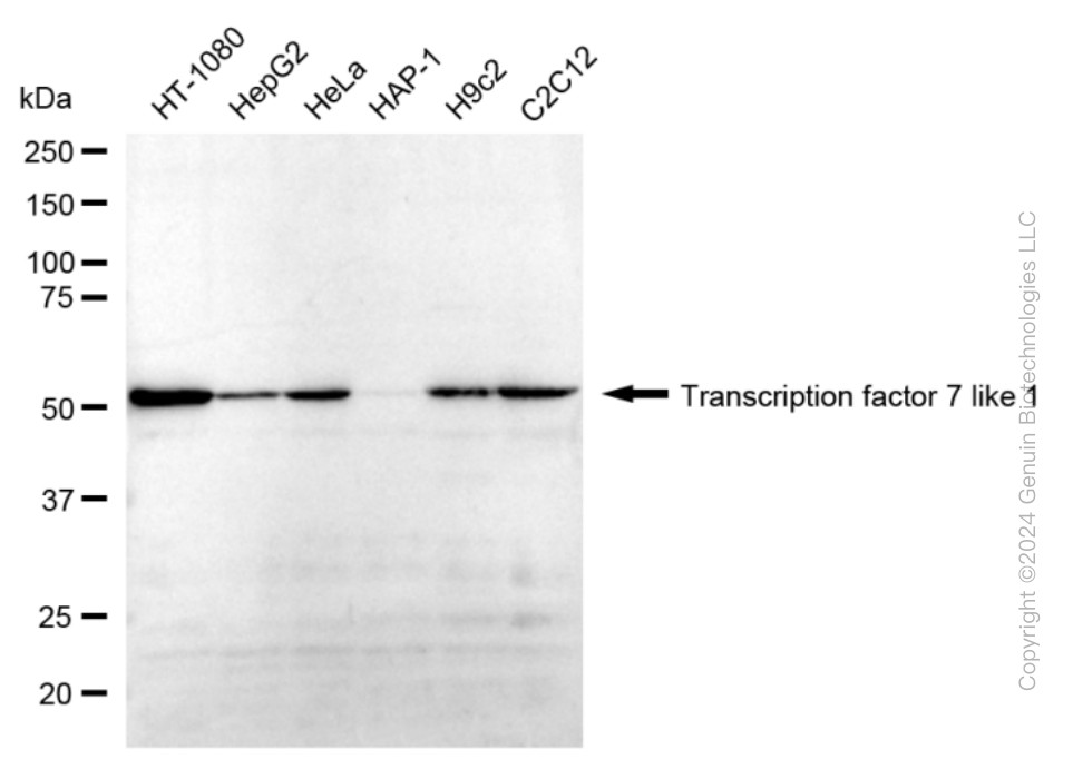 KD-Validated Anti-Transcription Factor 7 Like 1 Rabbit Monoclonal Antibody ABG1706