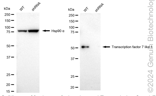 KD-Validated Anti-Transcription Factor 7 Like 1 Rabbit Monoclonal Antibody ABG1706