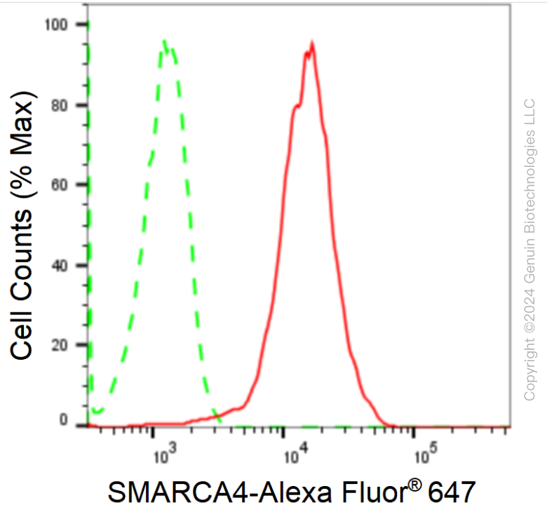KD-Validated Anti-SMARCA4 Rabbit Monoclonal Antibody ABG1707