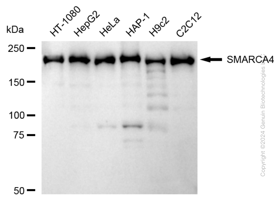 KD-Validated Anti-SMARCA4 Rabbit Monoclonal Antibody ABG1707