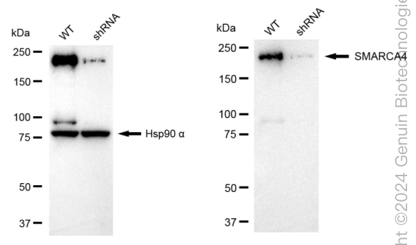KD-Validated Anti-SMARCA4 Rabbit Monoclonal Antibody ABG1707