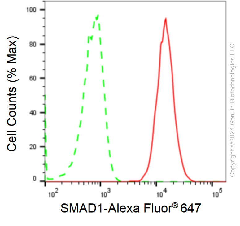 KD-Validated Anti-SMAD Family Member 1 Rabbit Monoclonal Antibody ABG1708