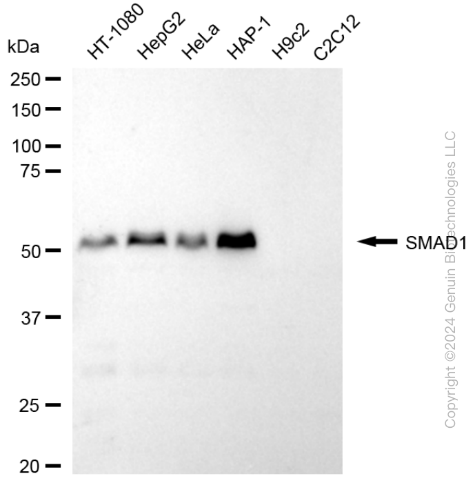 KD-Validated Anti-SMAD Family Member 1 Rabbit Monoclonal Antibody ABG1708