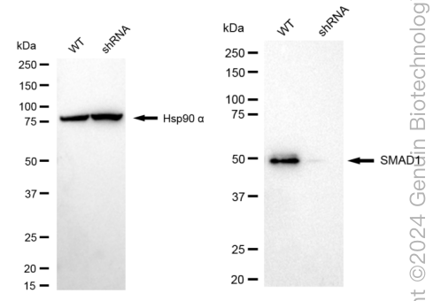KD-Validated Anti-SMAD Family Member 1 Rabbit Monoclonal Antibody ABG1708