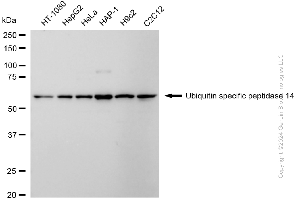 KD-Validated Anti-Ubiquitin Specific Peptidase 14 Rabbit Monoclonal Antibody ABG1710