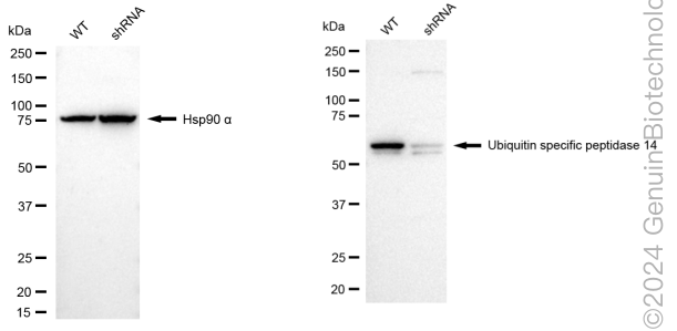 KD-Validated Anti-Ubiquitin Specific Peptidase 14 Rabbit Monoclonal Antibody ABG1710