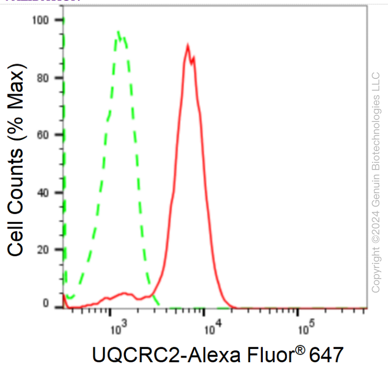 KD-Validated Anti-UQCRC2 Rabbit Monoclonal Antibody ABG1711