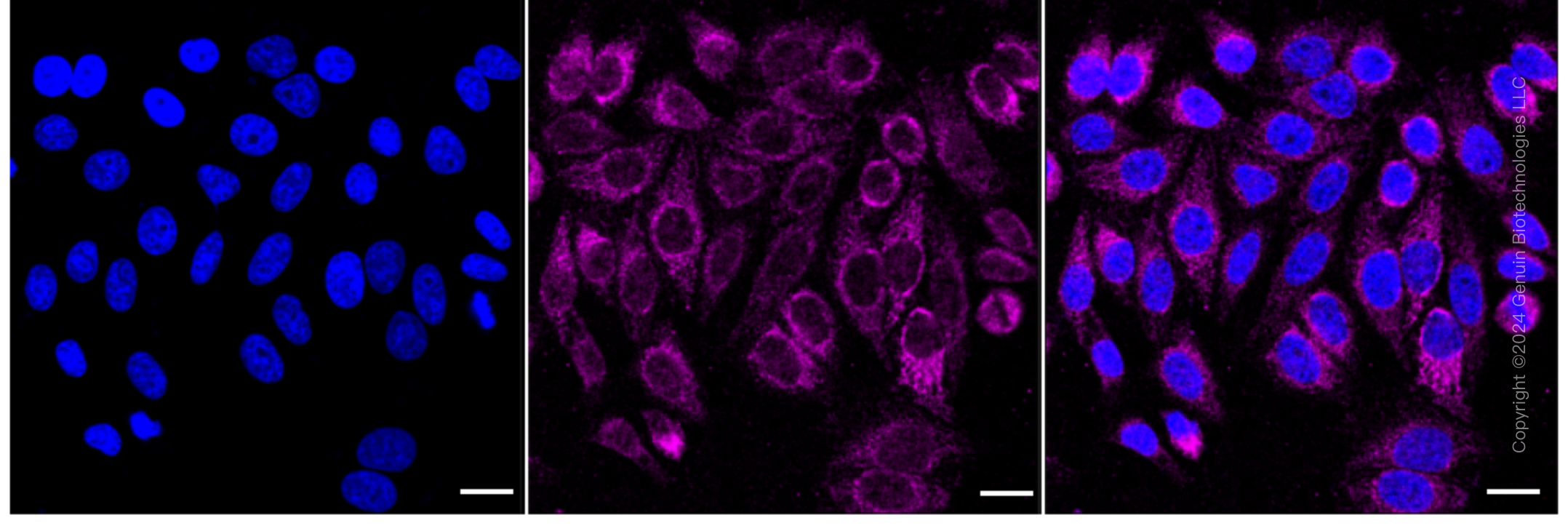 KD-Validated Anti-UQCRC2 Rabbit Monoclonal Antibody ABG1711