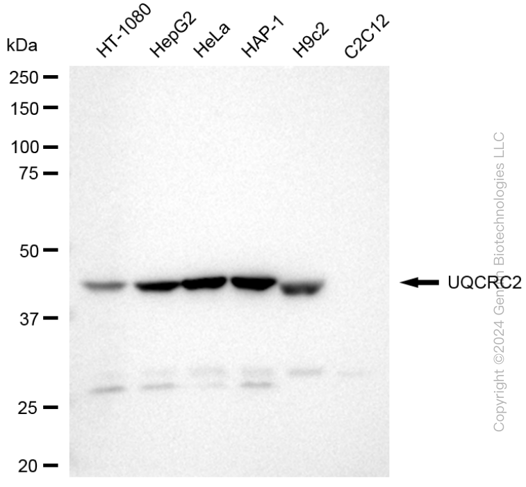 KD-Validated Anti-UQCRC2 Rabbit Monoclonal Antibody ABG1711