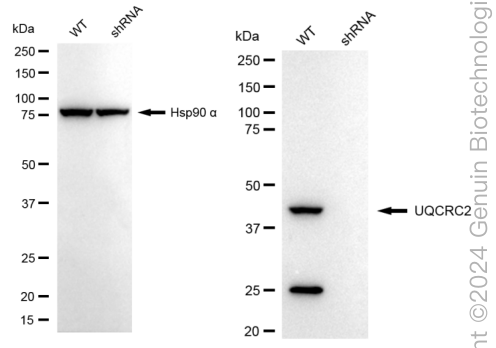 KD-Validated Anti-UQCRC2 Rabbit Monoclonal Antibody ABG1711