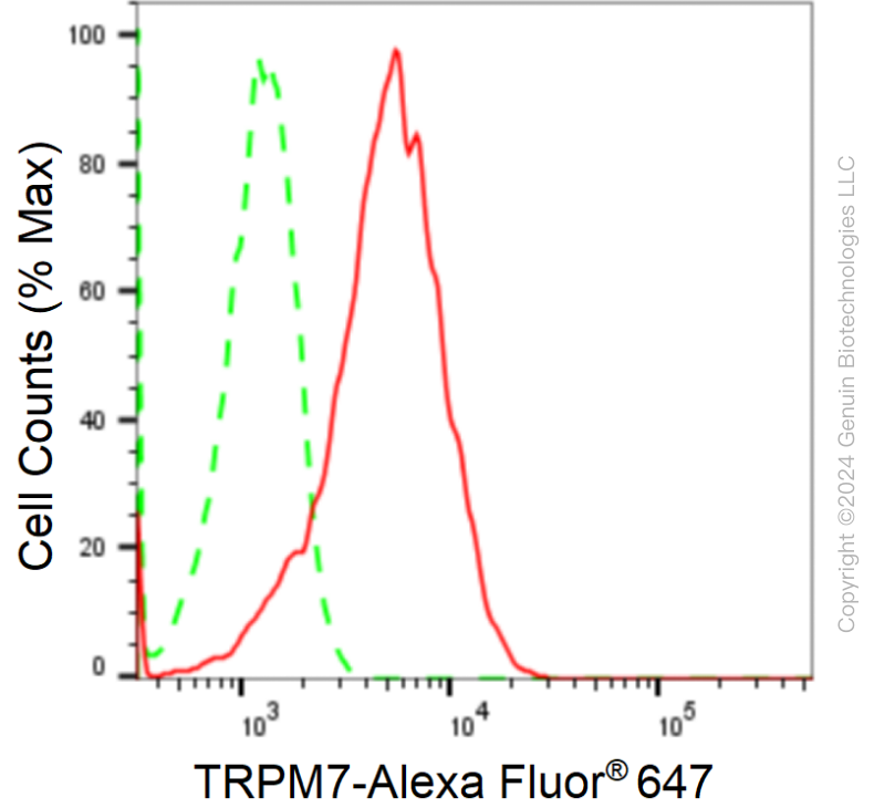 KD-Validated Anti-TRPM7 Rabbit Monoclonal Antibody ABG1712
